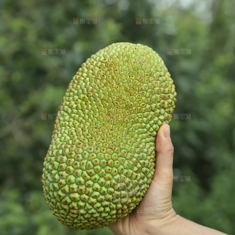 榴莲蜜
