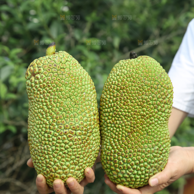 榴莲蜜