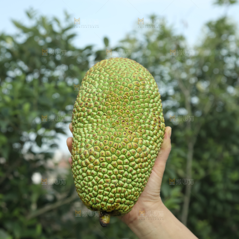 榴莲蜜