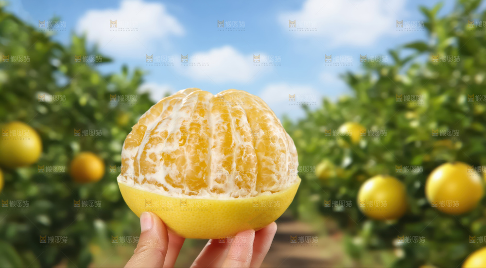 黄金葡萄柚