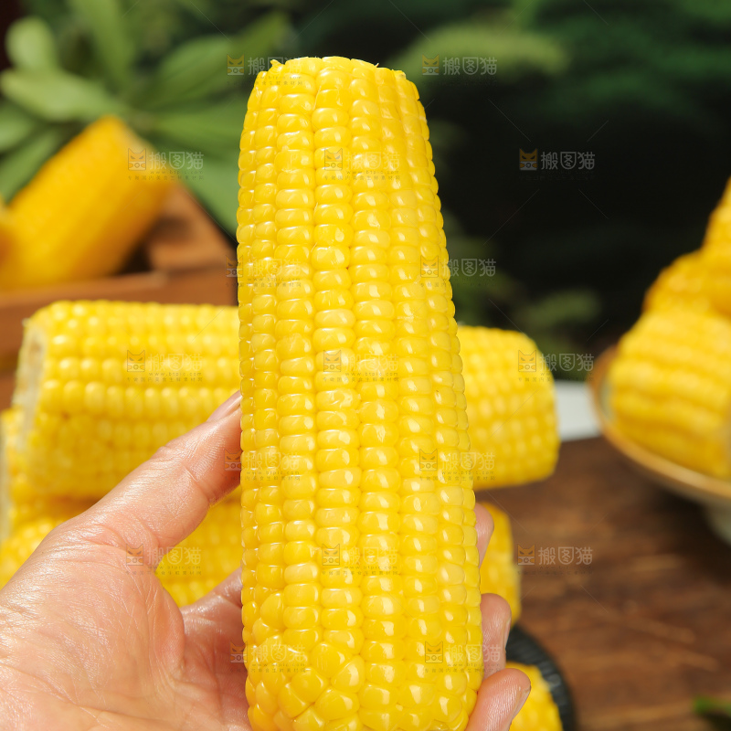 黄糯玉米