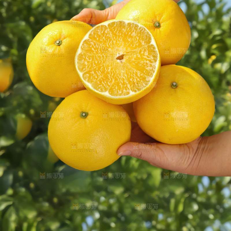 黄金葡萄柚