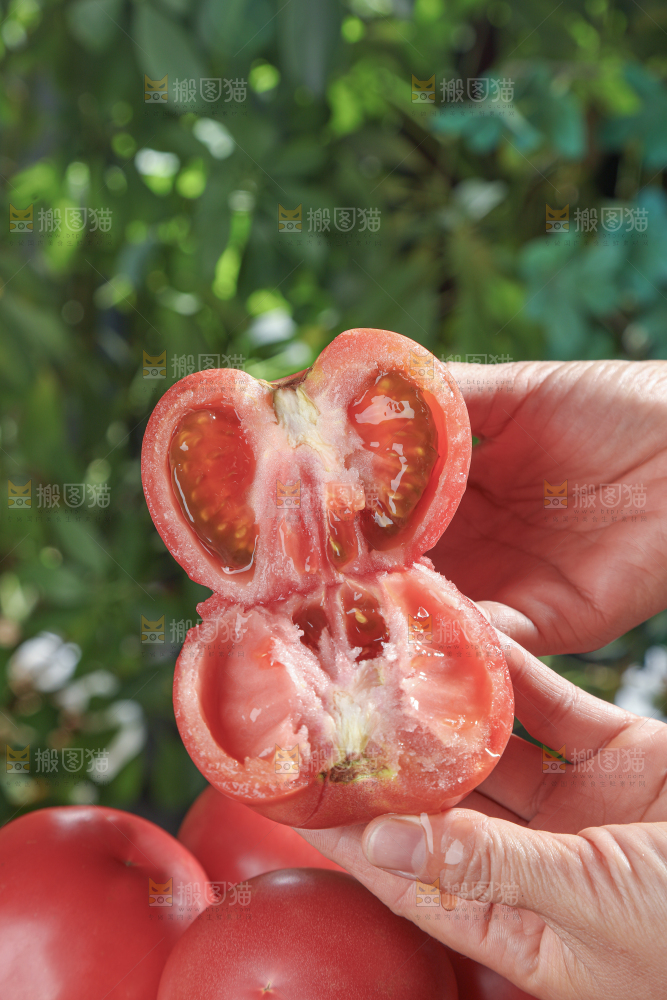 普罗旺斯西红柿