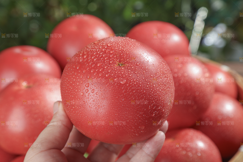 普罗旺斯西红柿