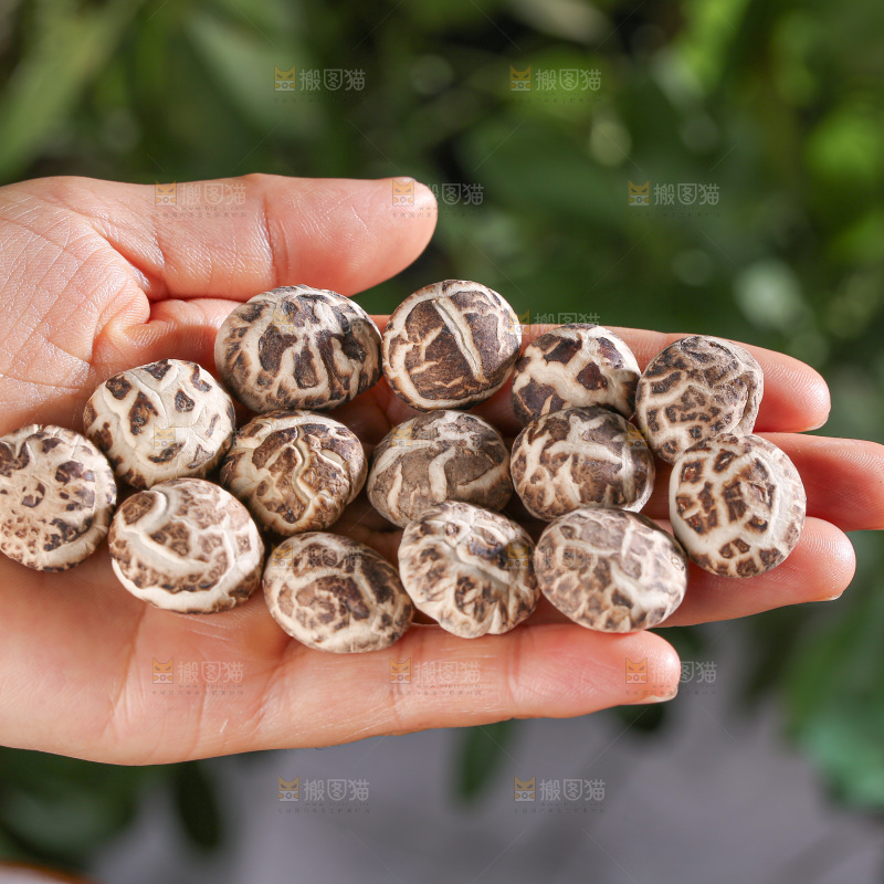 小花菇