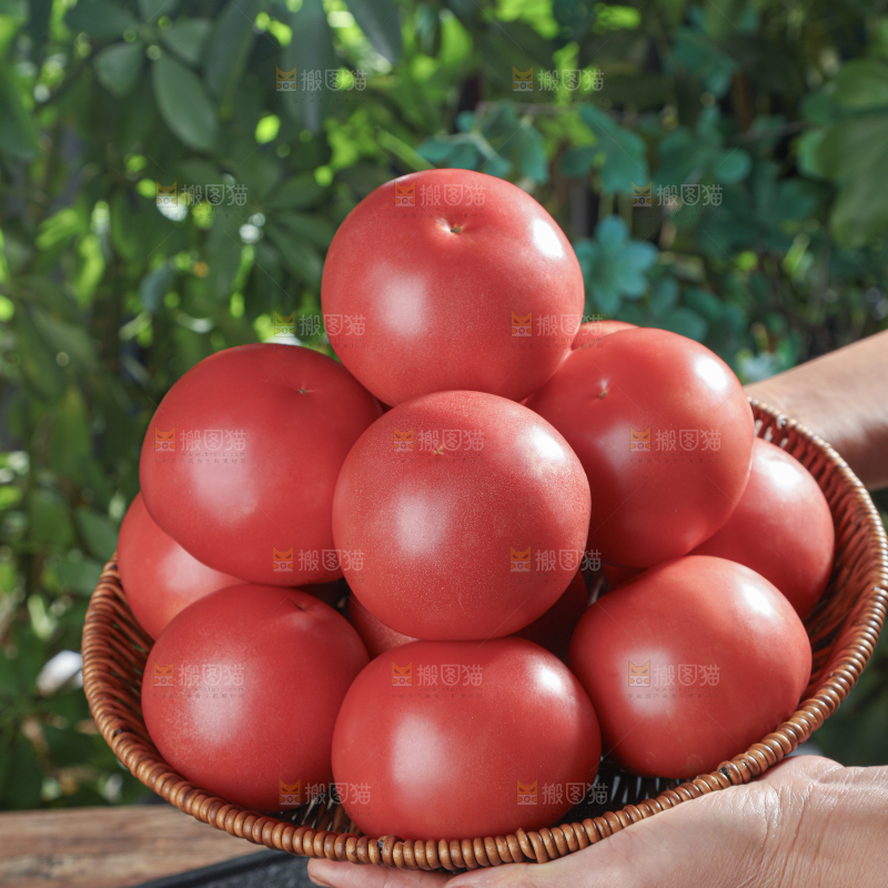 普罗旺斯西红柿