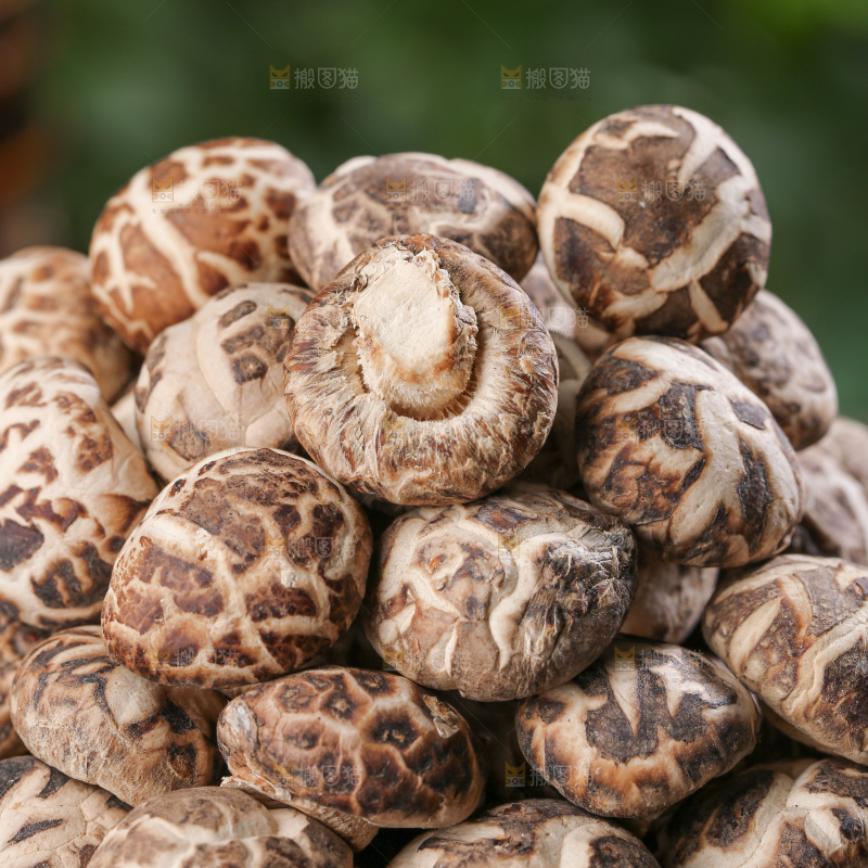 小花菇