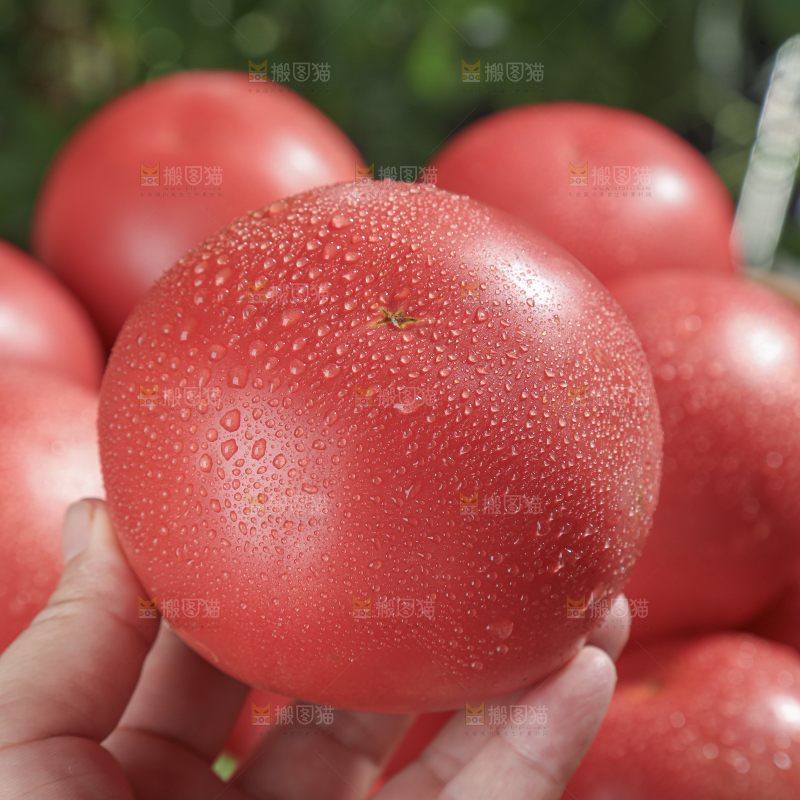 普罗旺斯西红柿