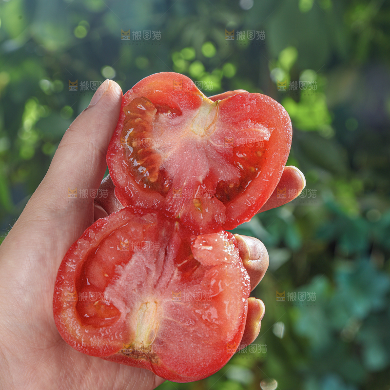 普罗旺斯西红柿