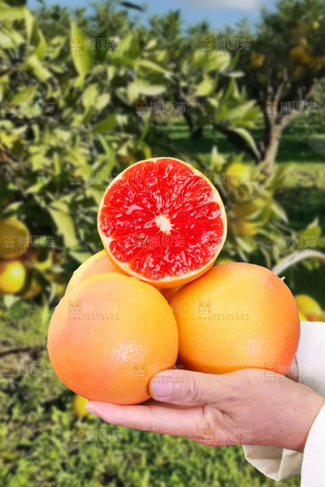 西柚