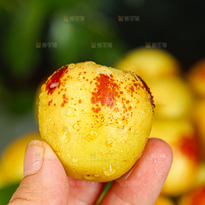 冬枣