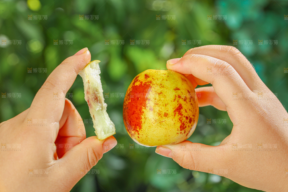 冬枣