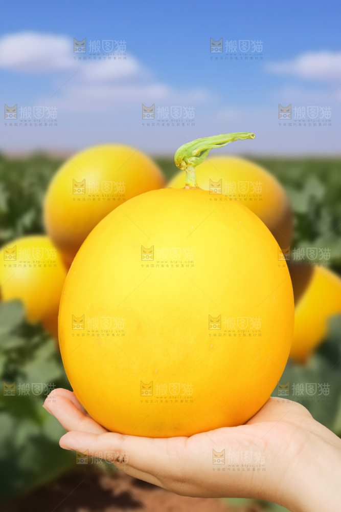黄河蜜瓜