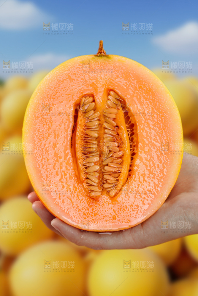黄河蜜瓜