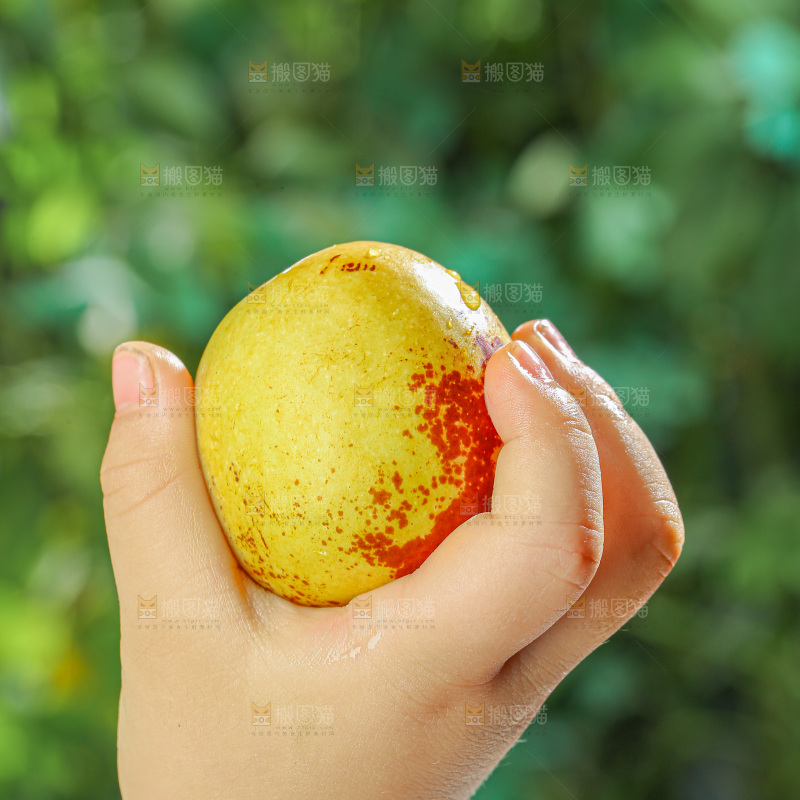 冬枣