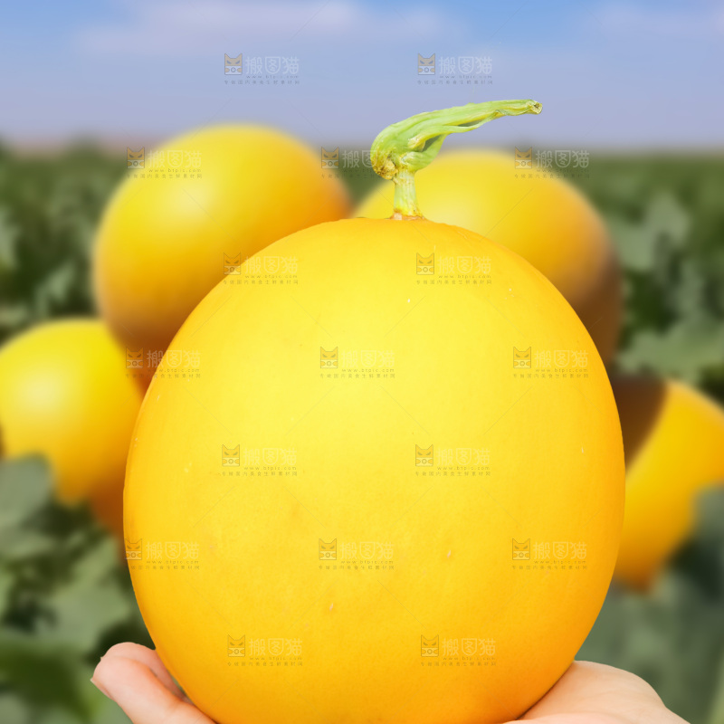 黄河蜜瓜