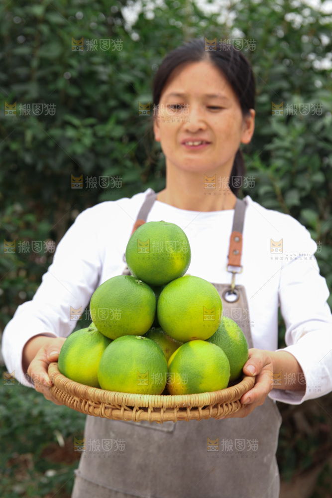 冰糖橙