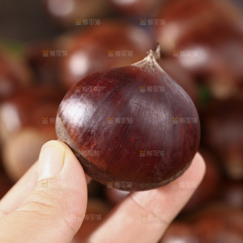 板栗