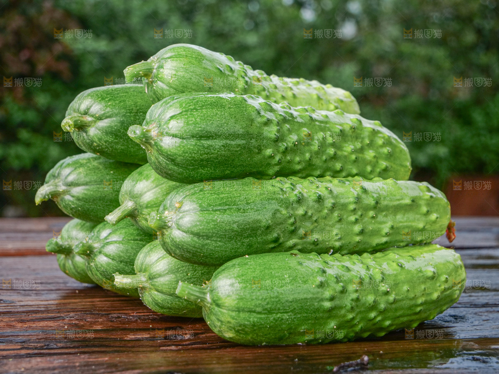 旱黄瓜