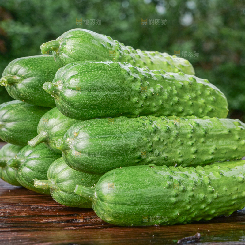 旱黄瓜