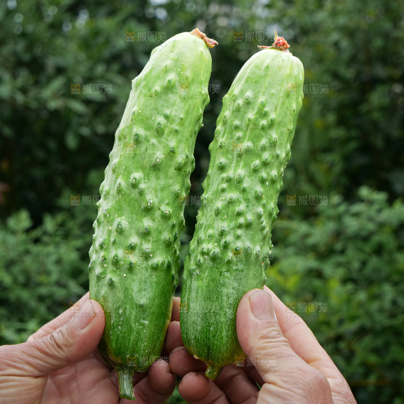 旱黄瓜