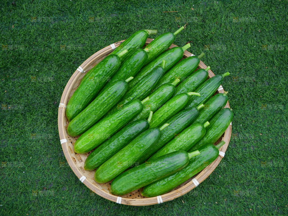 水果黄瓜