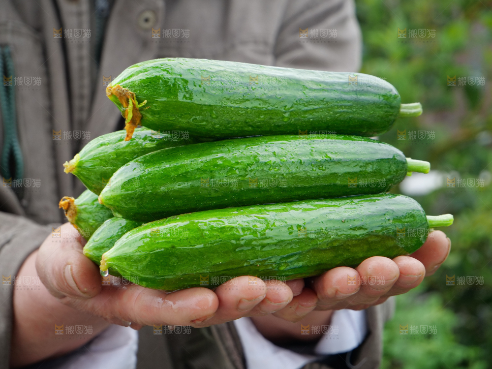 水果黄瓜