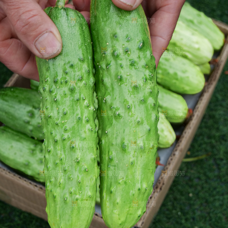 旱黄瓜