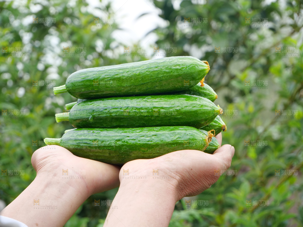 水果黄瓜