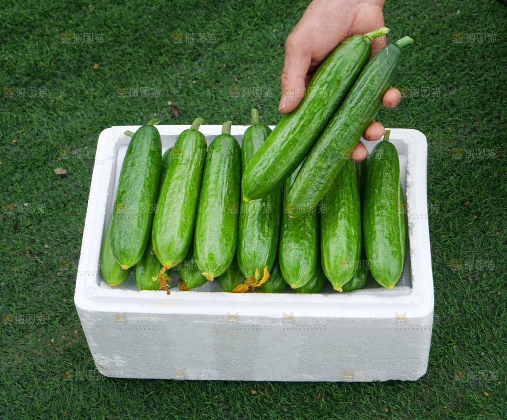 水果黄瓜