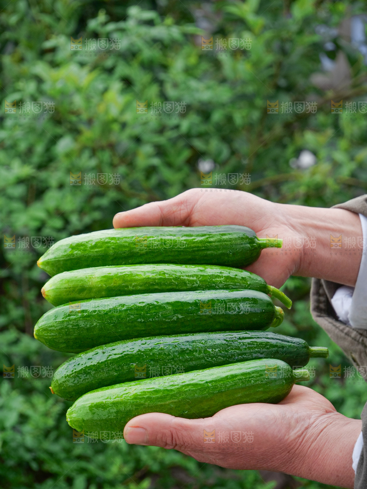 水果黄瓜