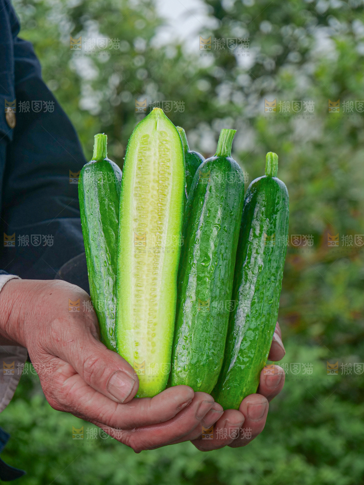 水果黄瓜
