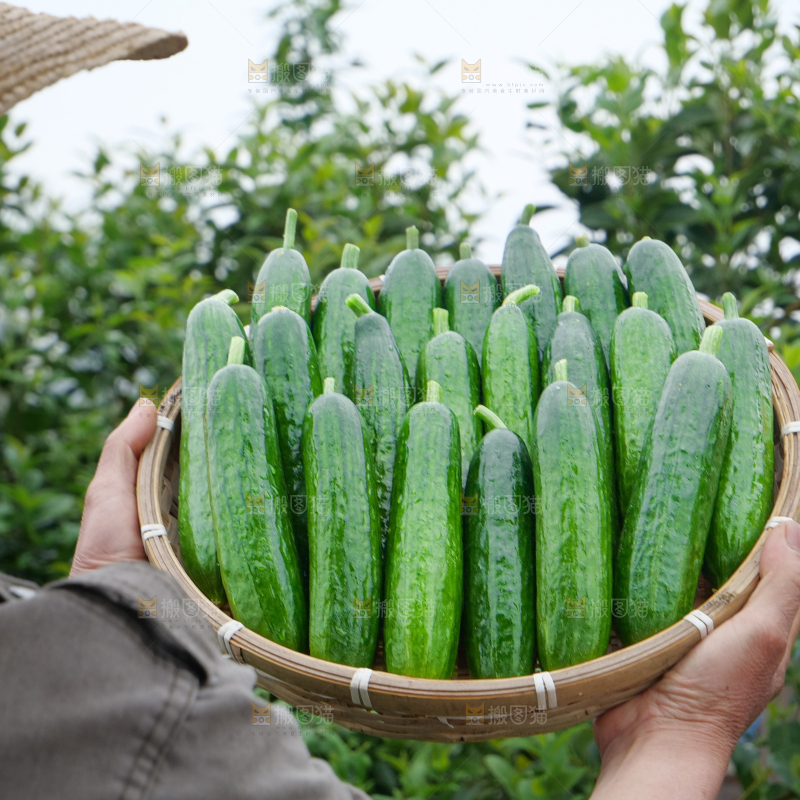 水果黄瓜