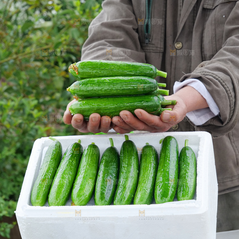 水果黄瓜