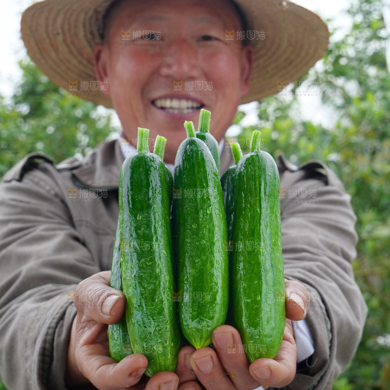 水果黄瓜