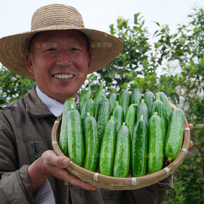 水果黄瓜