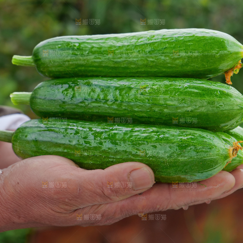 水果黄瓜
