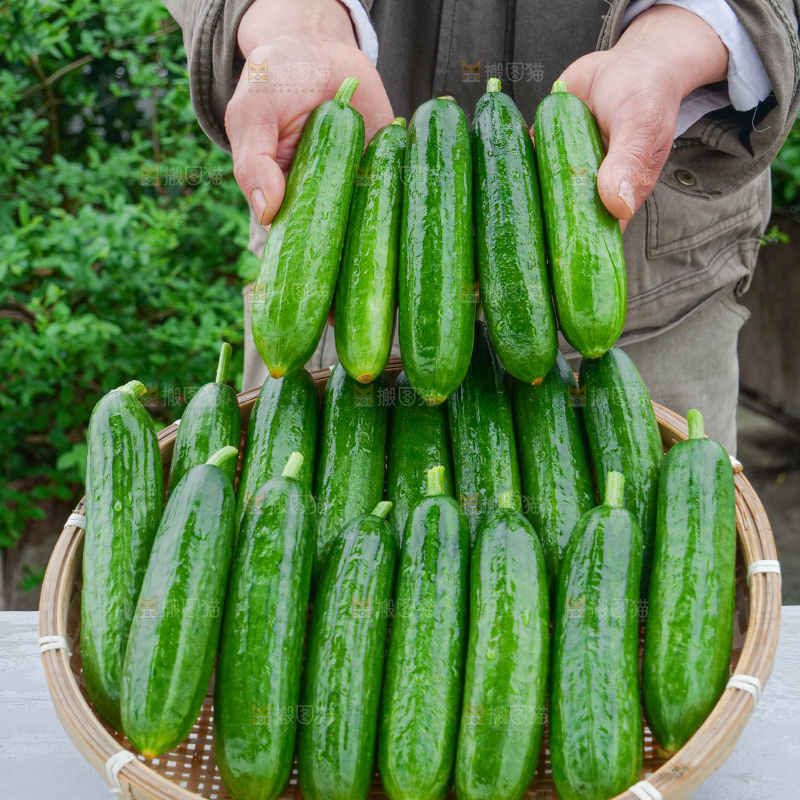 水果黄瓜