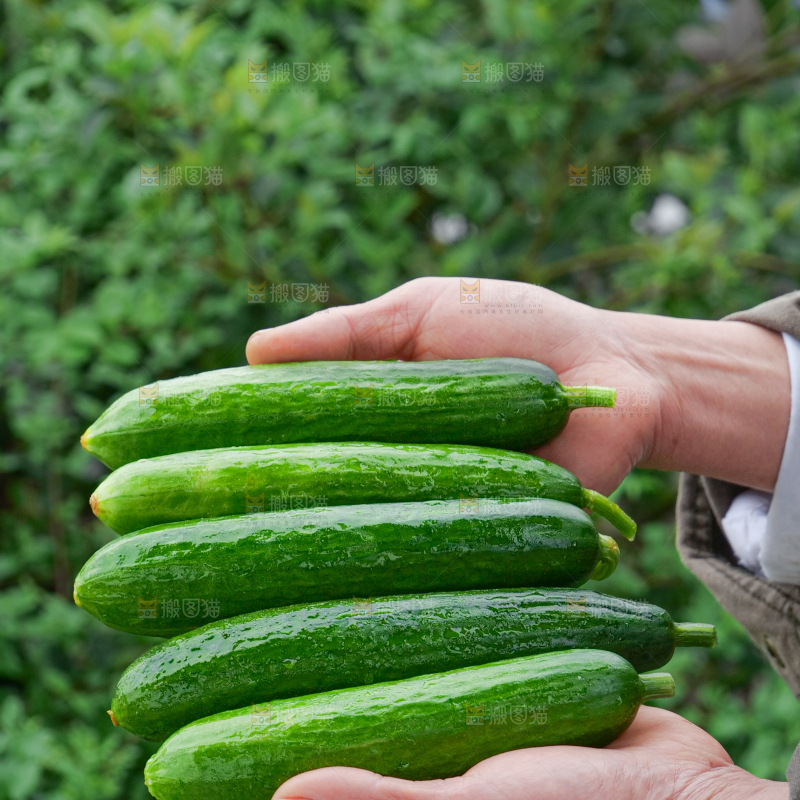 水果黄瓜