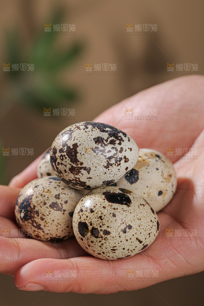 鹌鹑蛋