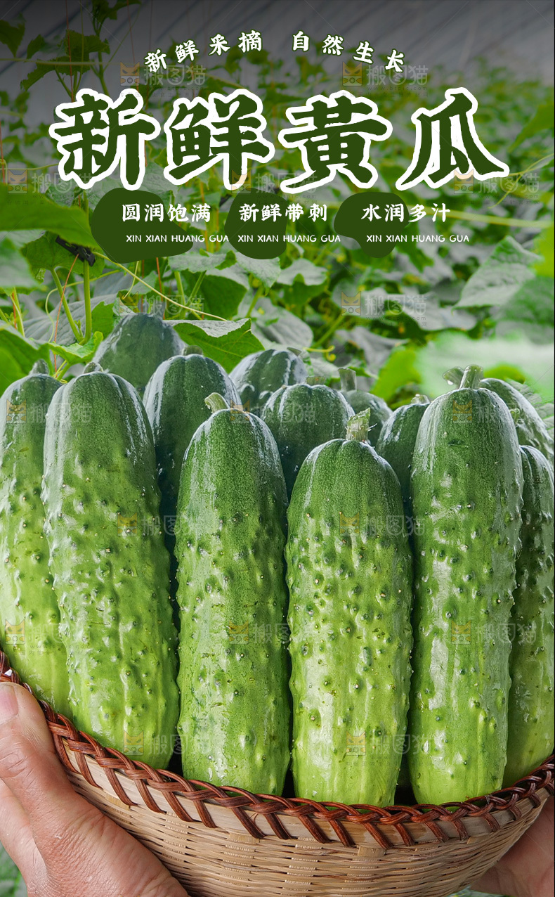 旱黄瓜详情页