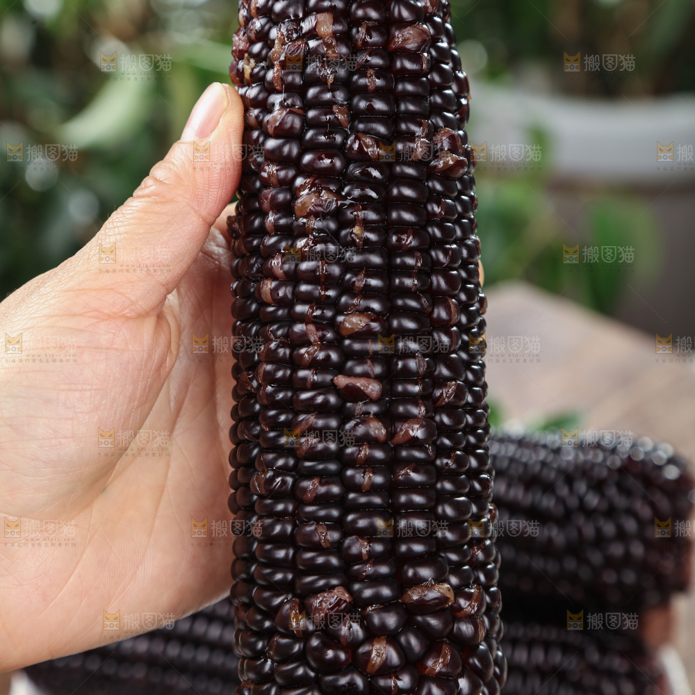 黑糯玉米