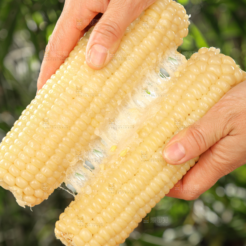 白糯玉米