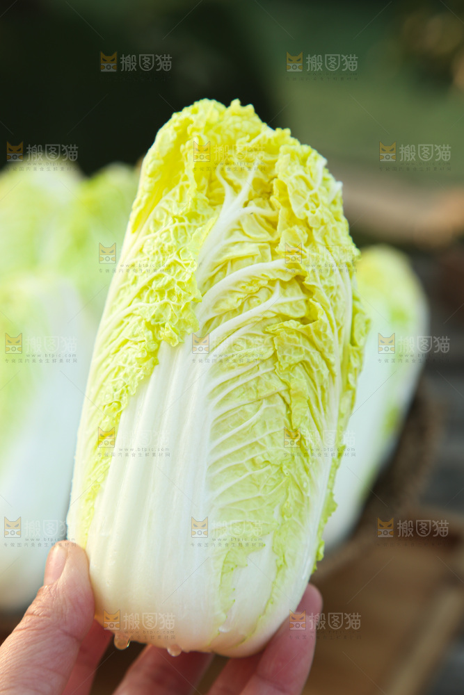 娃娃菜