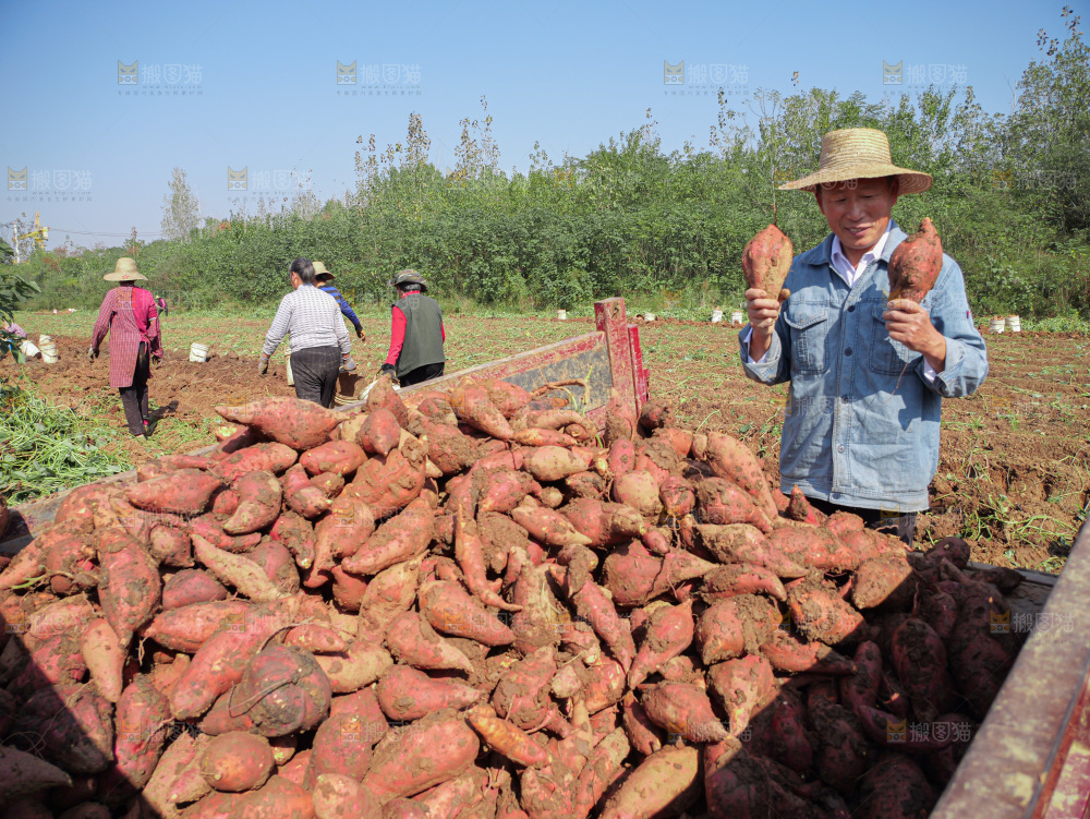 红薯