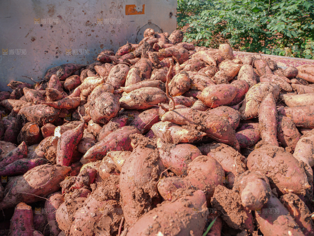 红薯