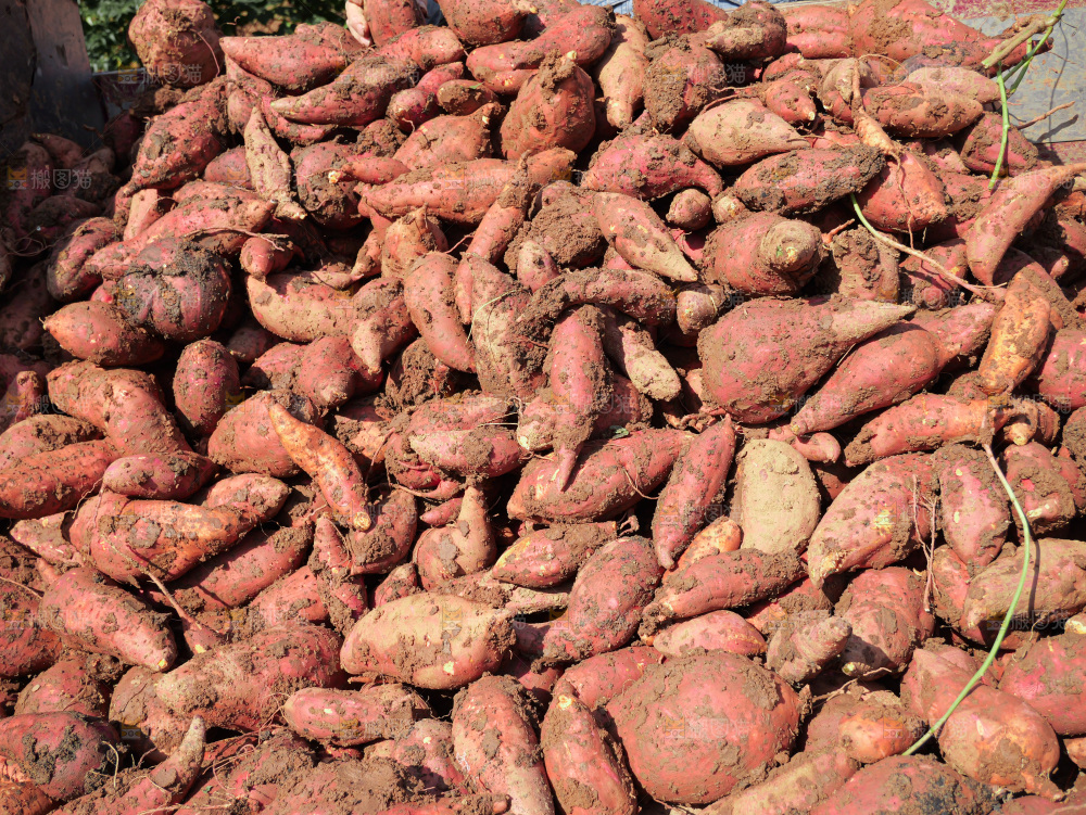 红薯