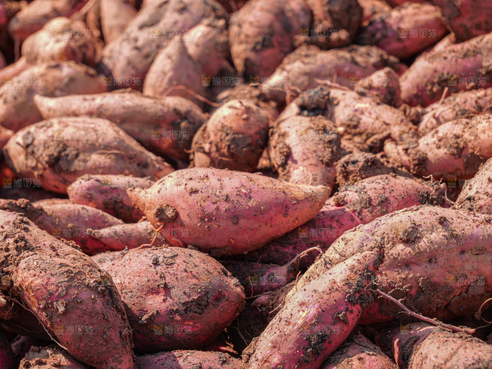 红薯