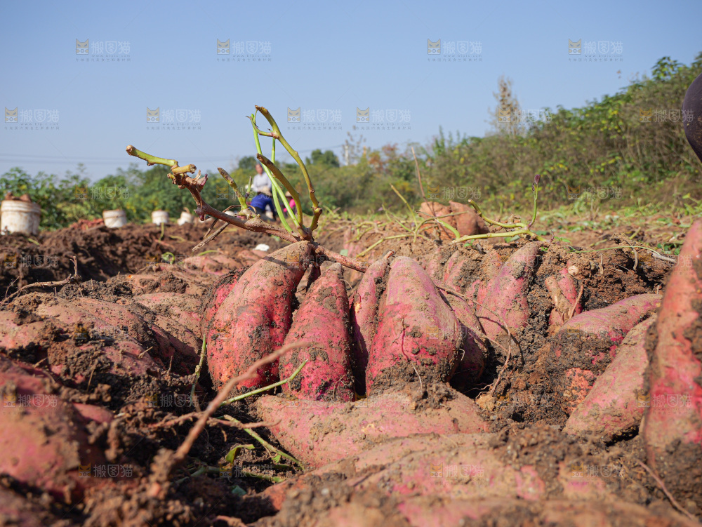 红薯