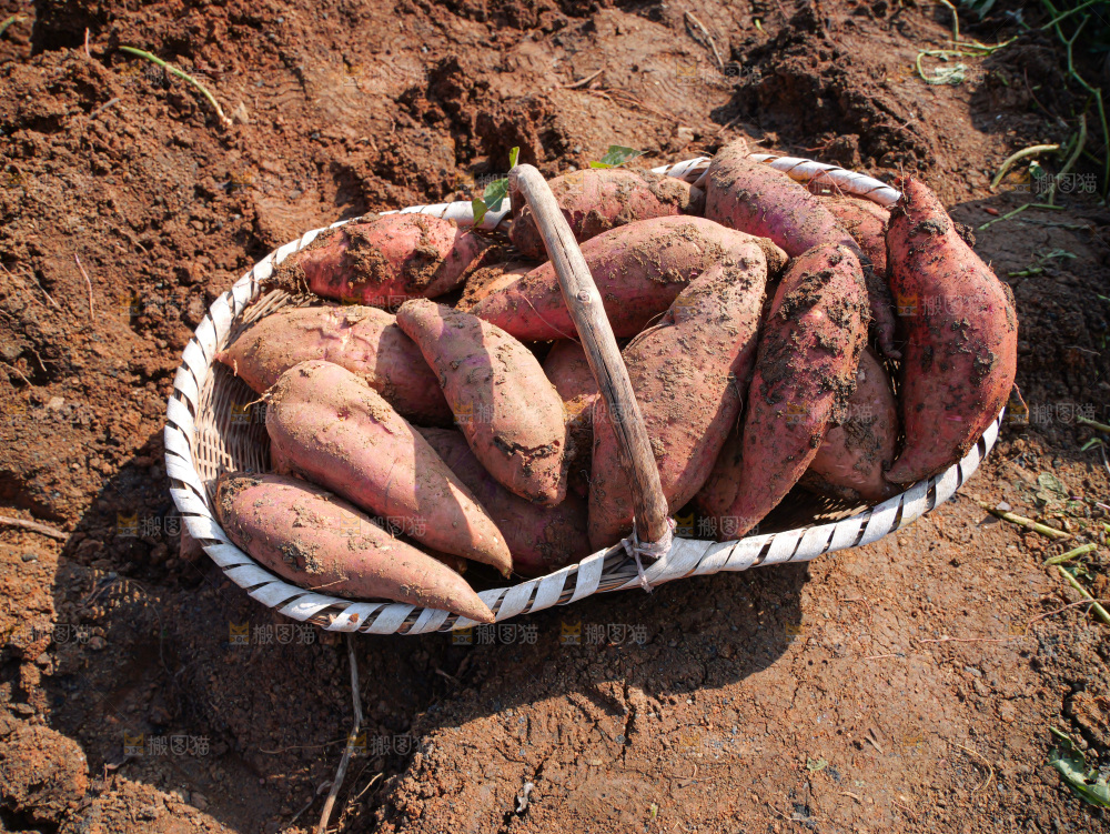 红薯